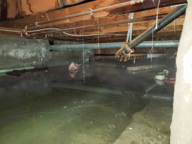 Best Local water damage restoration  in Oneida, TN